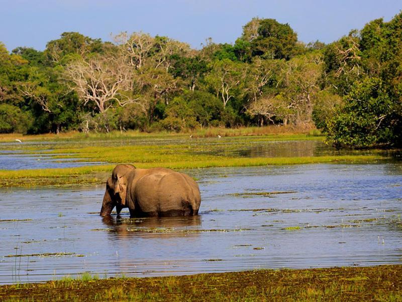 Tembo Wilpattu