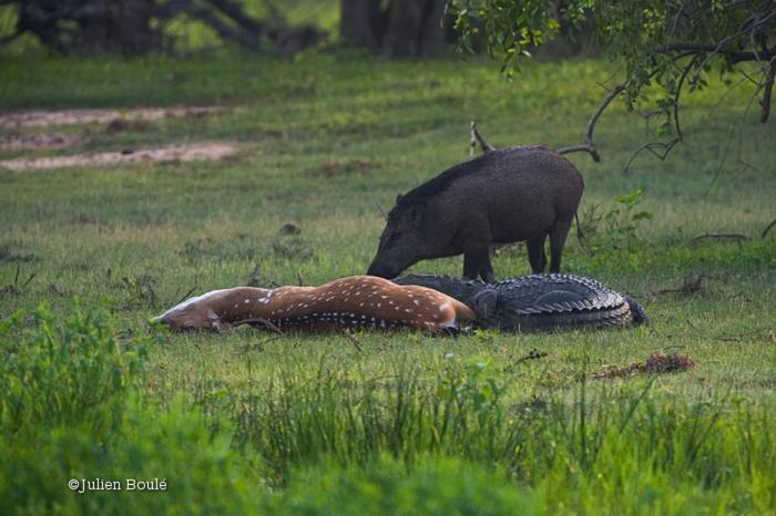 Lodge Tembo Wilpattu